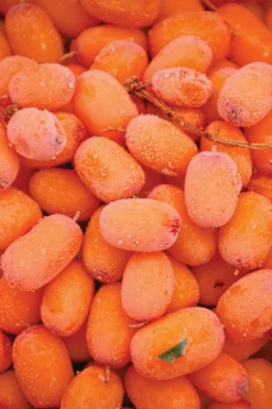 Clearance Natura Siberica Bain moussant à l’argousier nutrition & hydratation