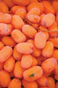 New Natura Siberica Bain moussant à l’argousier force & vitalité