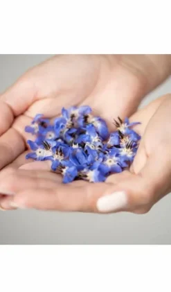 Clearance Durance Baume corps fondant à l’huile de bourrache