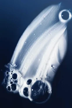 Online Living Proof Shampoing hydratant PhD